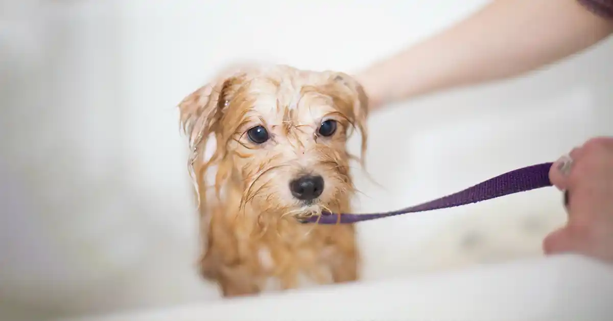 Cachorro pode tomar banho com Shampoo Johnsons?