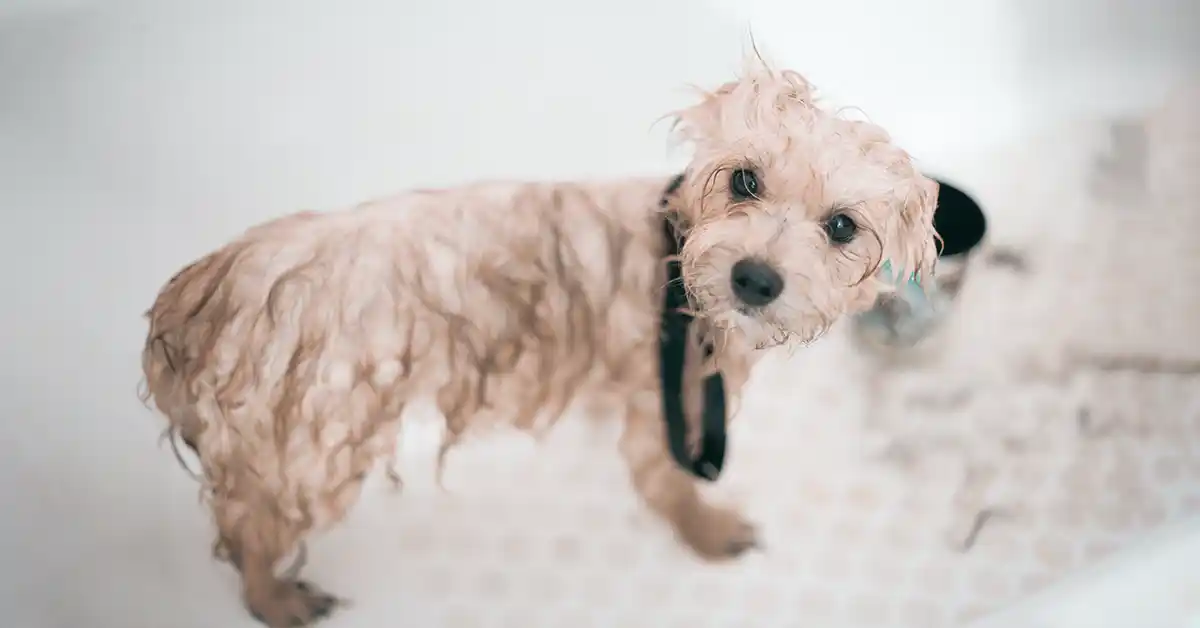 Cachorro pode tomar banho depois depois da vacina?