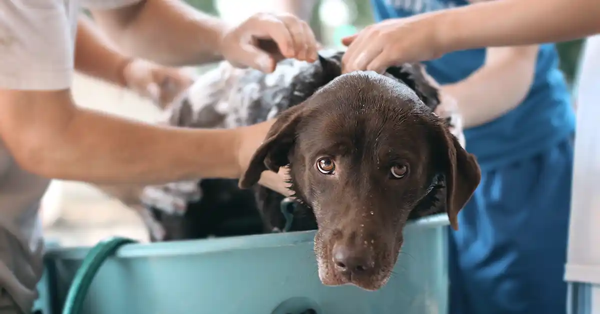 Cachorro pode tomar banho toda semana?