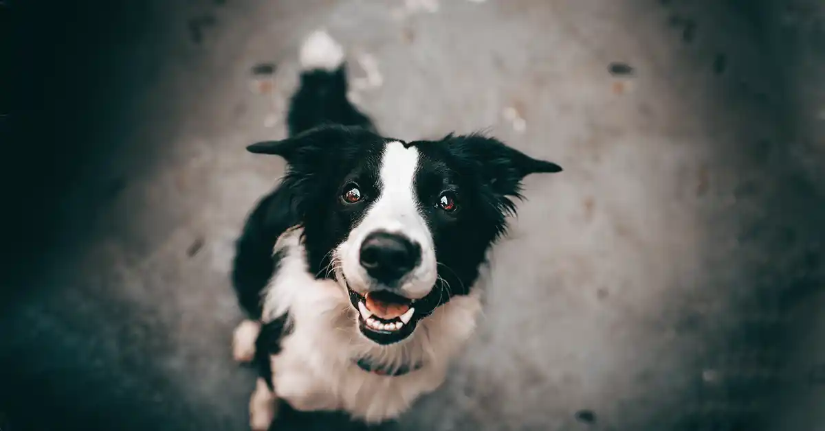 Cachorro pode tomar Benzetacil? Descubra aqui!