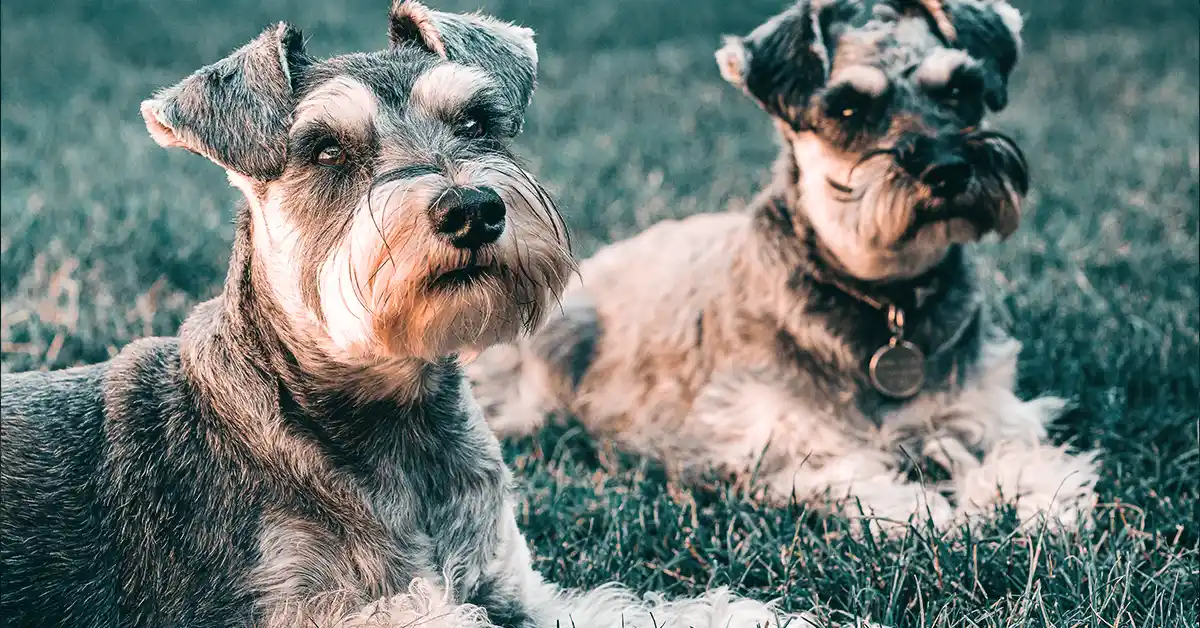 Cachorro pode tomar Bromoprida?