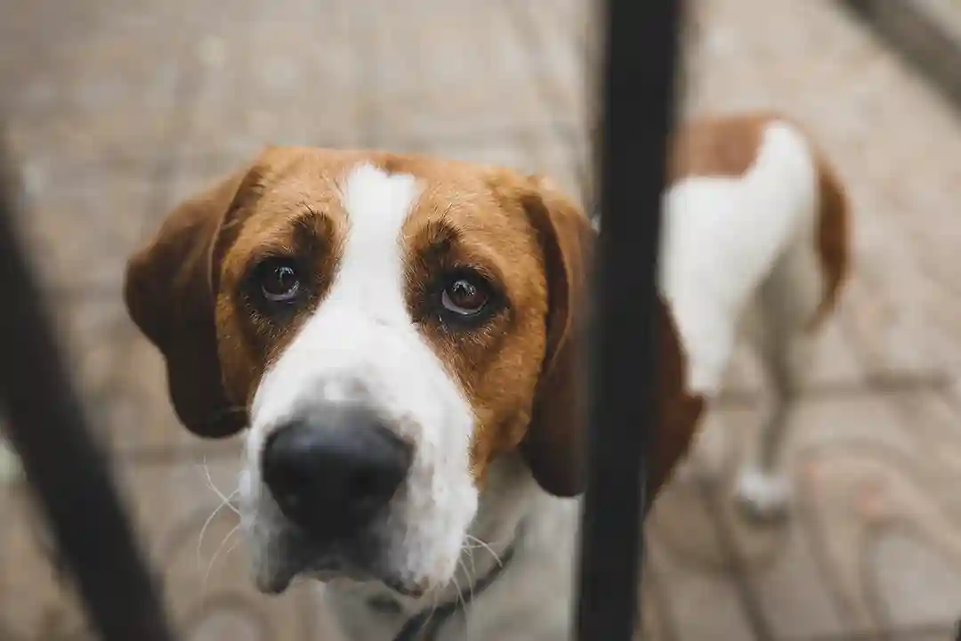 Cachorro pode tomar Buscopan?