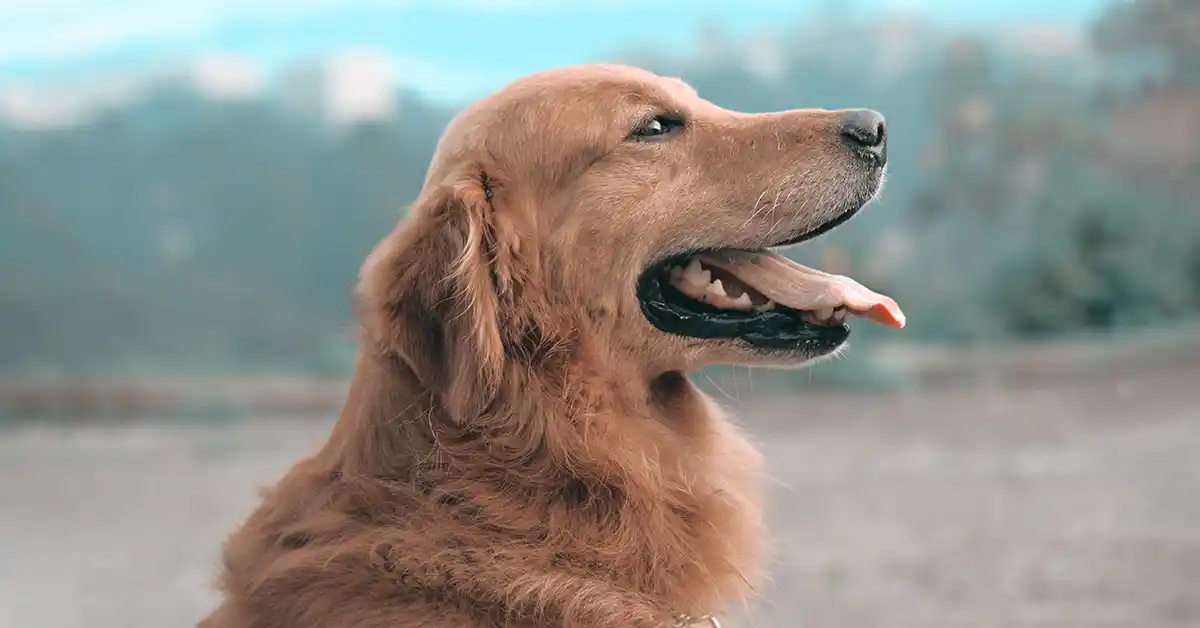 Cachorro pode tomar Cefalexina?