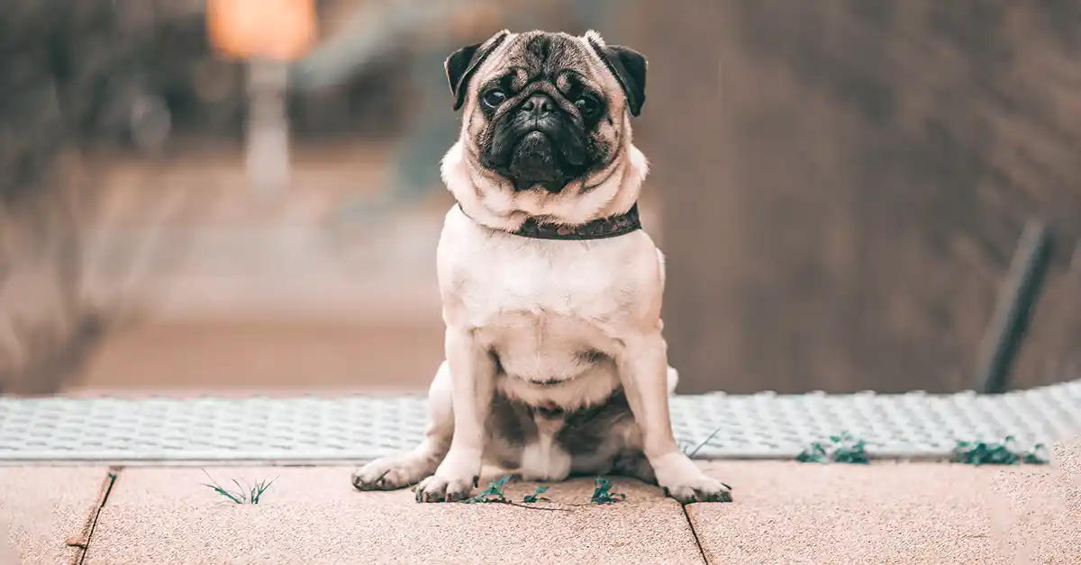 Cachorro pode tomar Cetoprofeno?