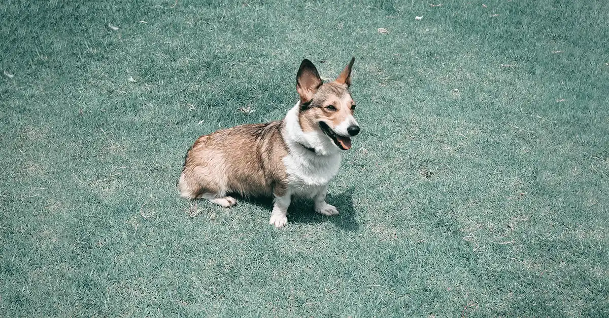 Cachorro pode tomar colágeno? Saiba os benefícios e como dar.