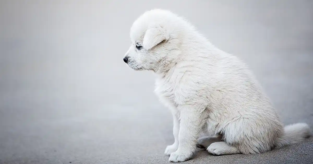 Cachorro pode tomar Dexclorfeniramina?