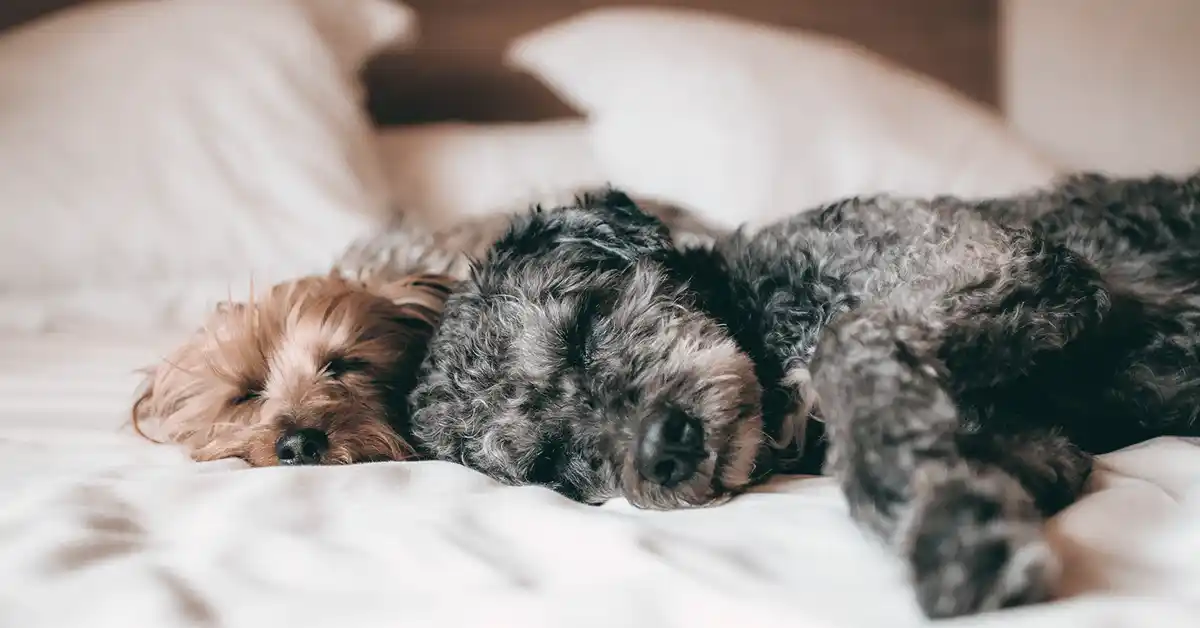 Cachorro pode tomar Diclofenaco? 