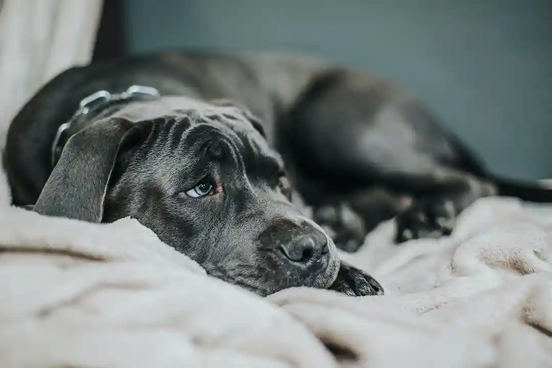 Cachorro pode tomar Dipirona?