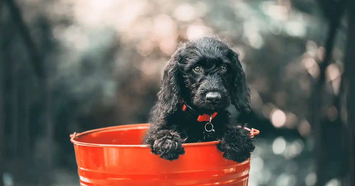 Cachorro pode tomar Domperidona?