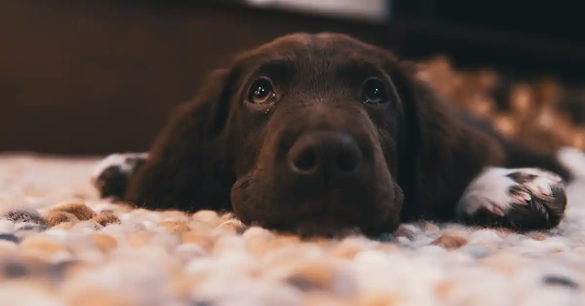 Cachorro pode tomar Eparema?