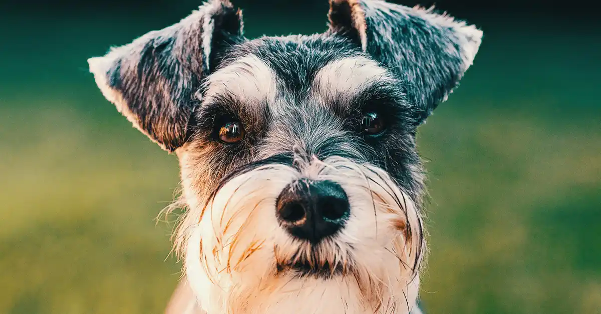 Cachorro pode tomar Esomeprazol?