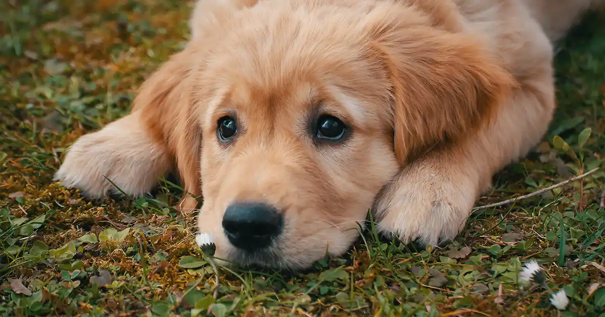 Cachorro pode tomar Flanax?