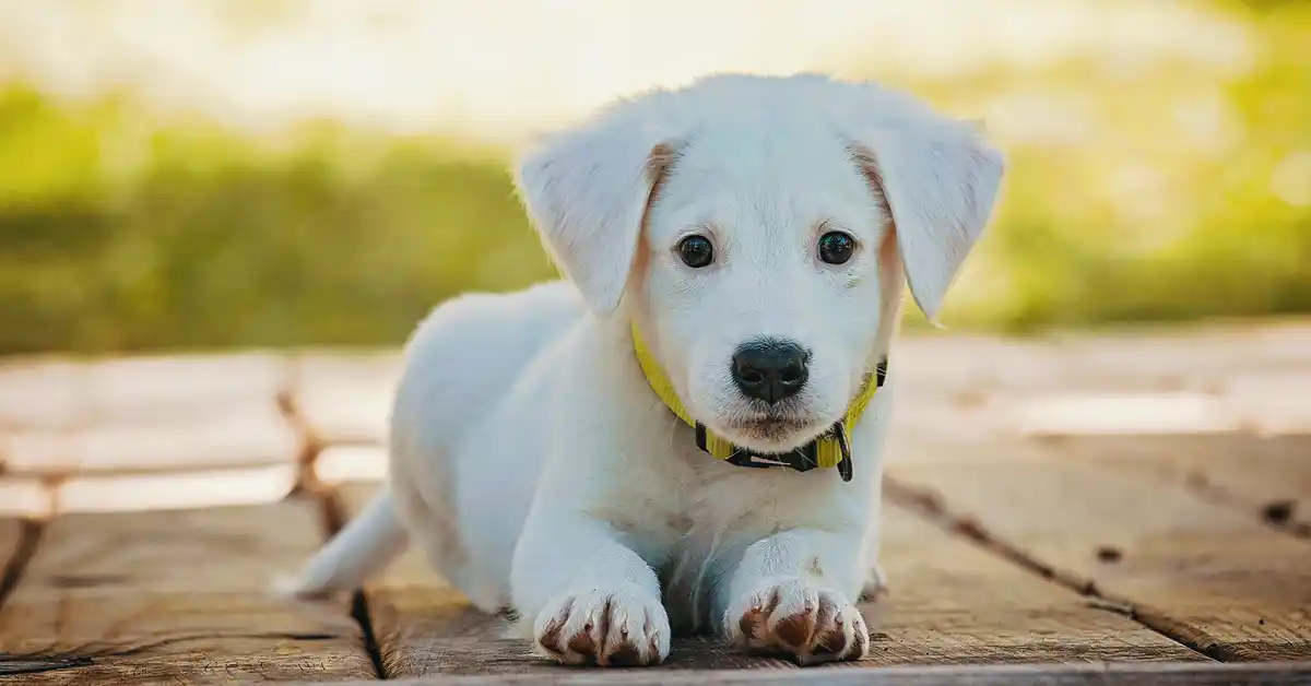 Cachorro pode tomar Furosemida?