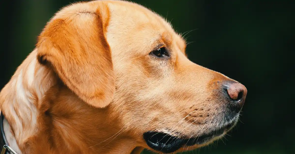 Cachorro pode tomar Gabapentina?