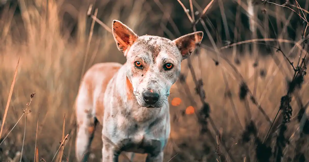 Cachorro pode tomar Garapa?