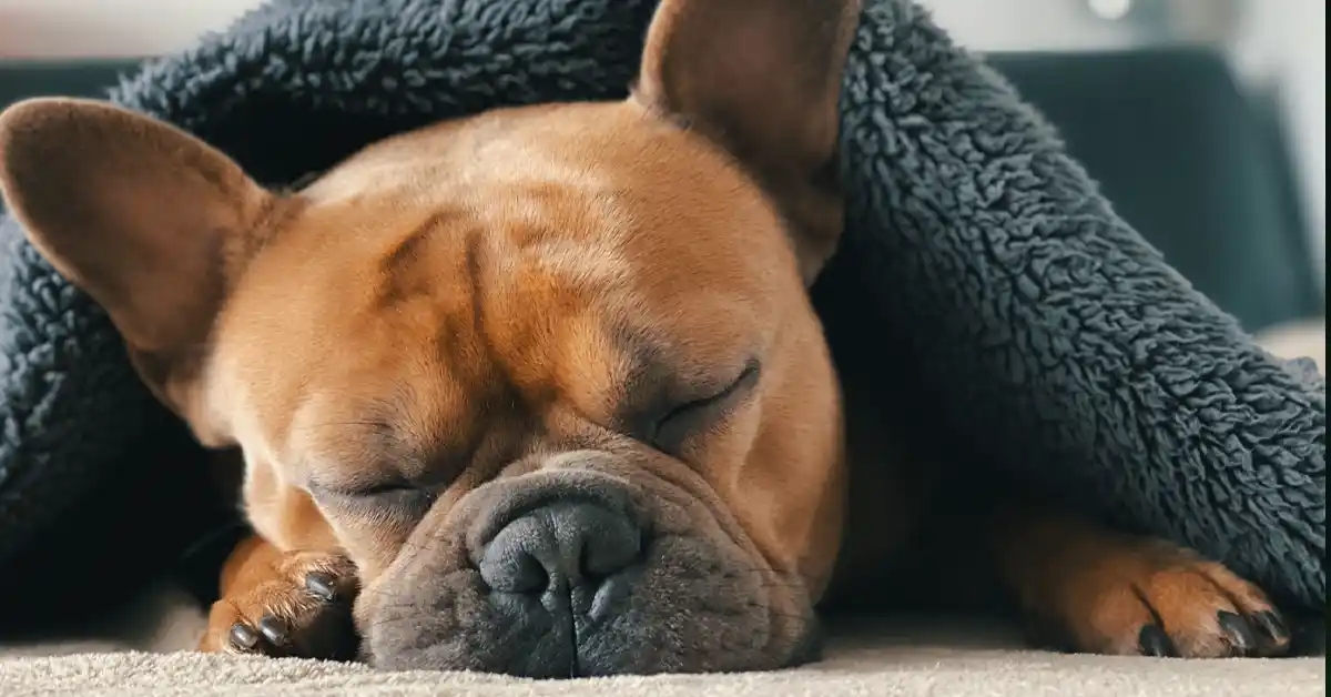 Cachorro pode tomar Glutamina?