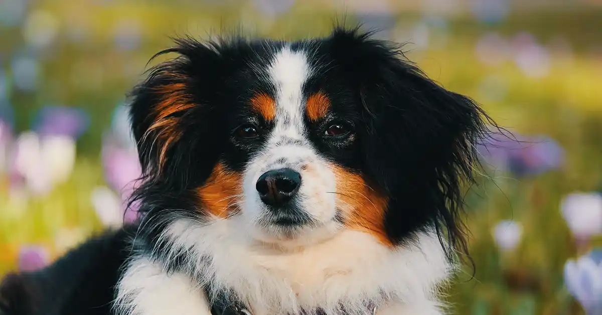 Cachorro pode tomar Guaco?