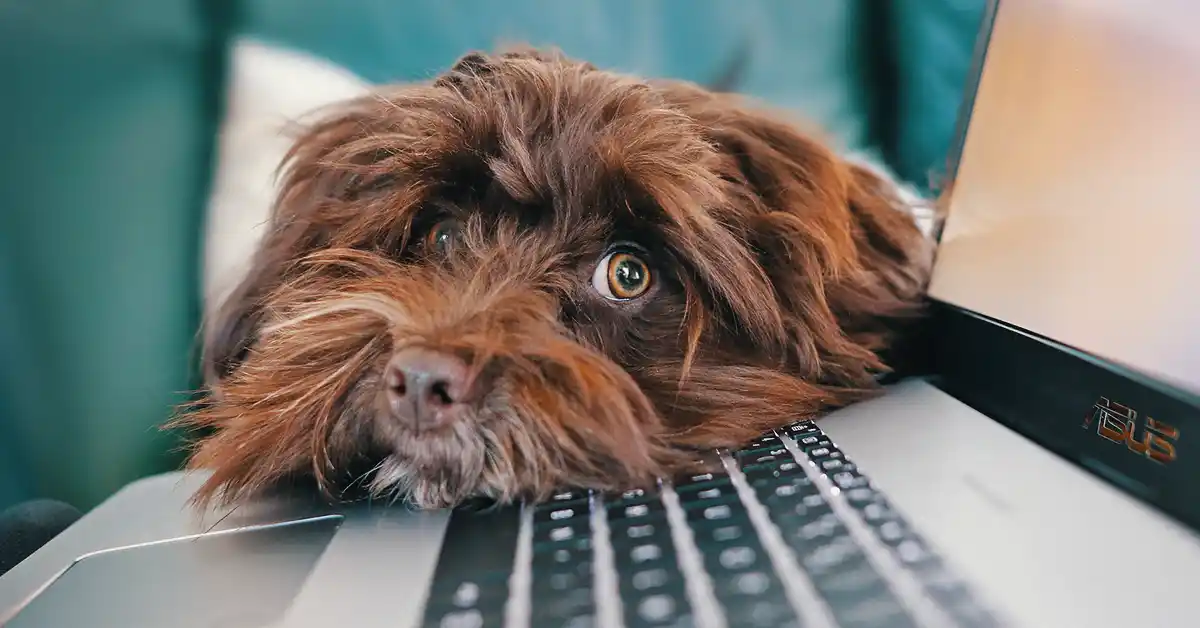 Cachorro pode tomar Hidroclorotiazida?