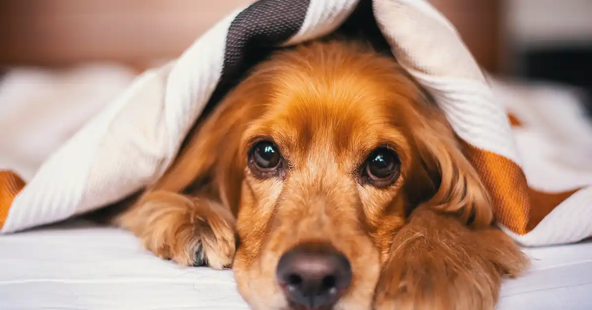 Cachorro pode tomar Hidroxizina?