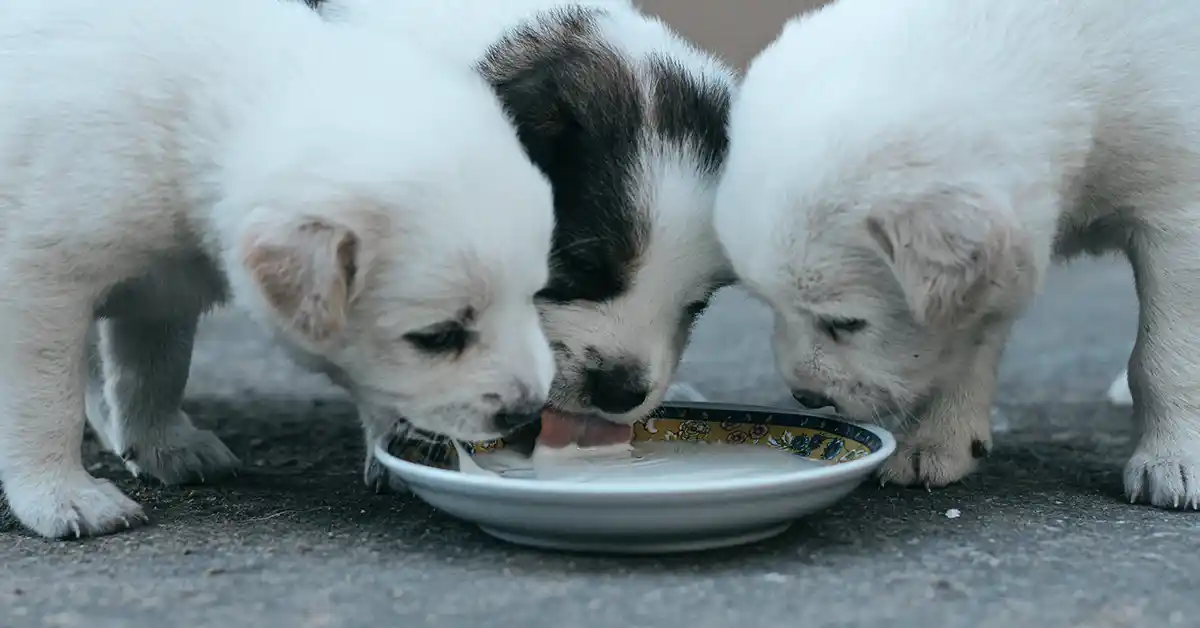 Cachorro pode tomar leite sem problemas? Descubra aqui!