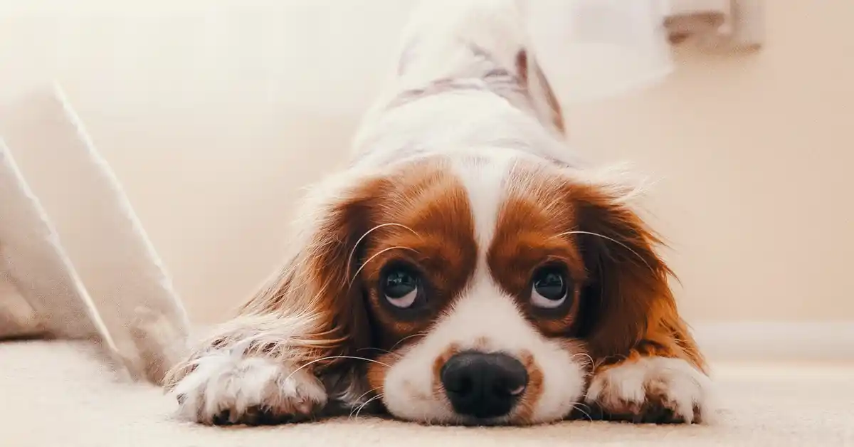 Cachorro pode tomar Maleato de Dexclorfeniramina?