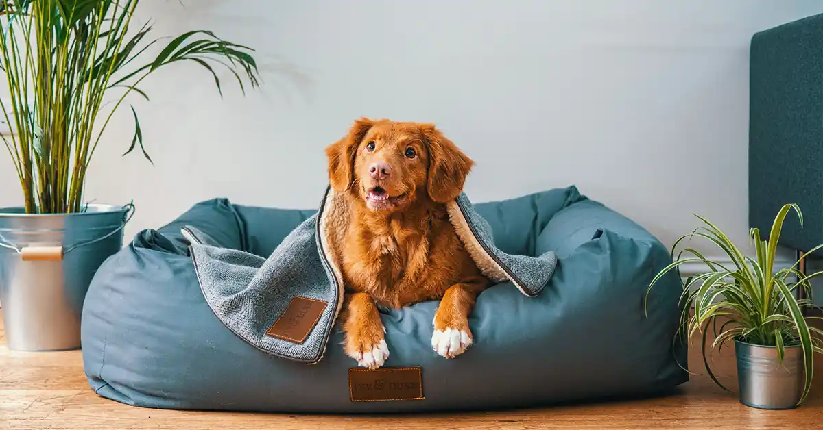 Cachorro pode tomar Neozine?