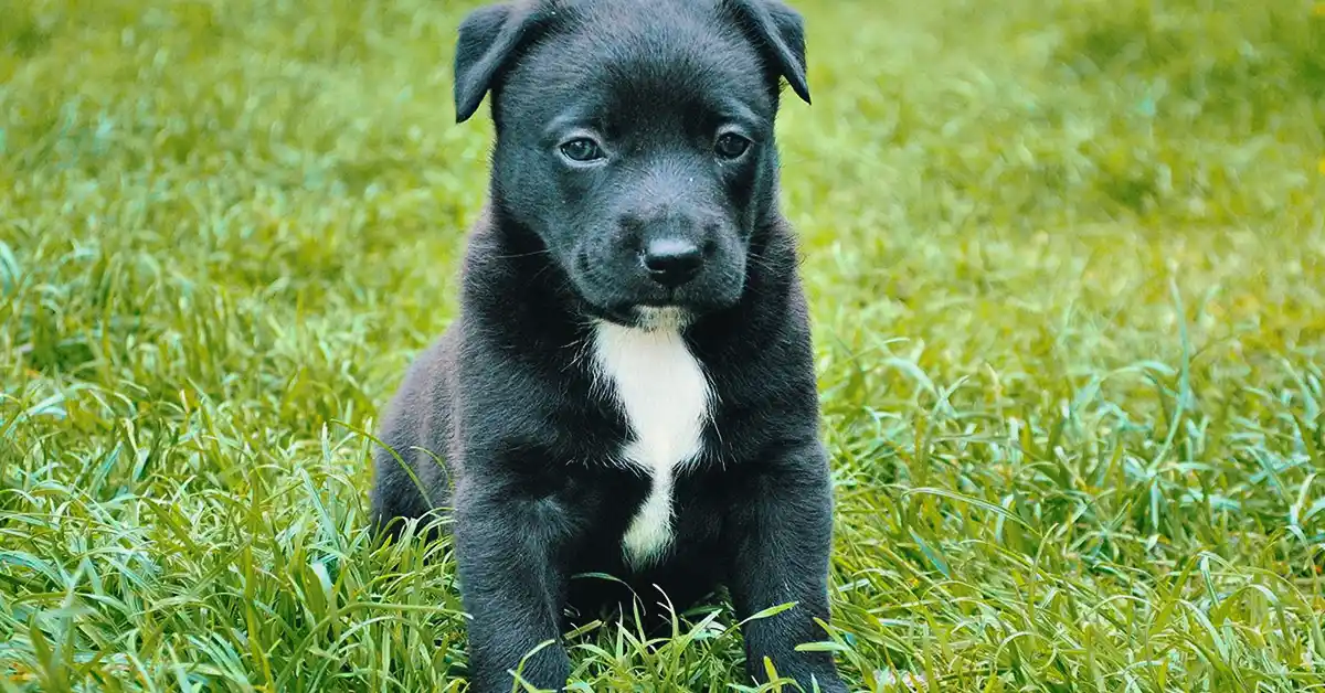 Cachorro pode tomar Norfloxacino?