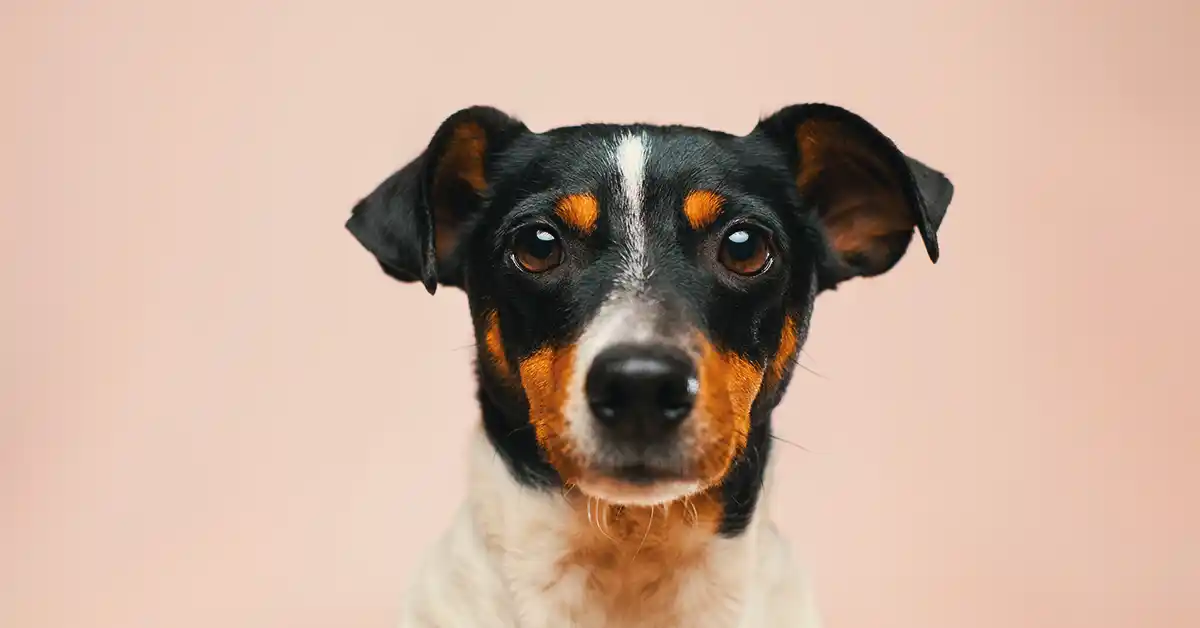 Cachorro pode tomar Óleo Mineral?