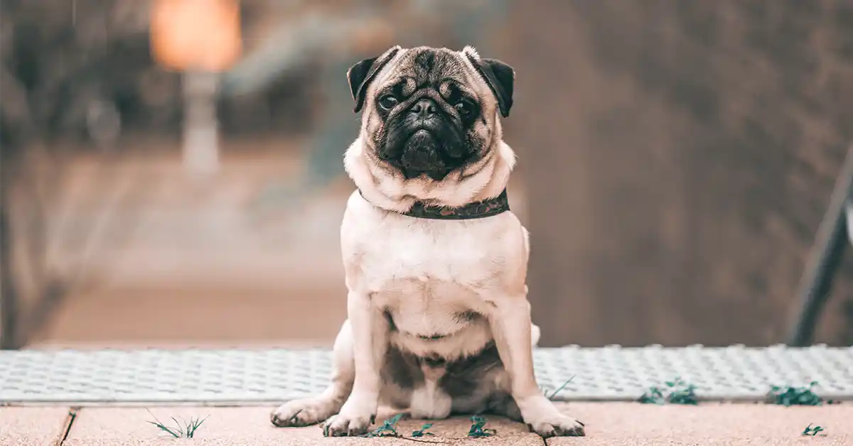 Cachorro pode tomar Plasil para vômito?