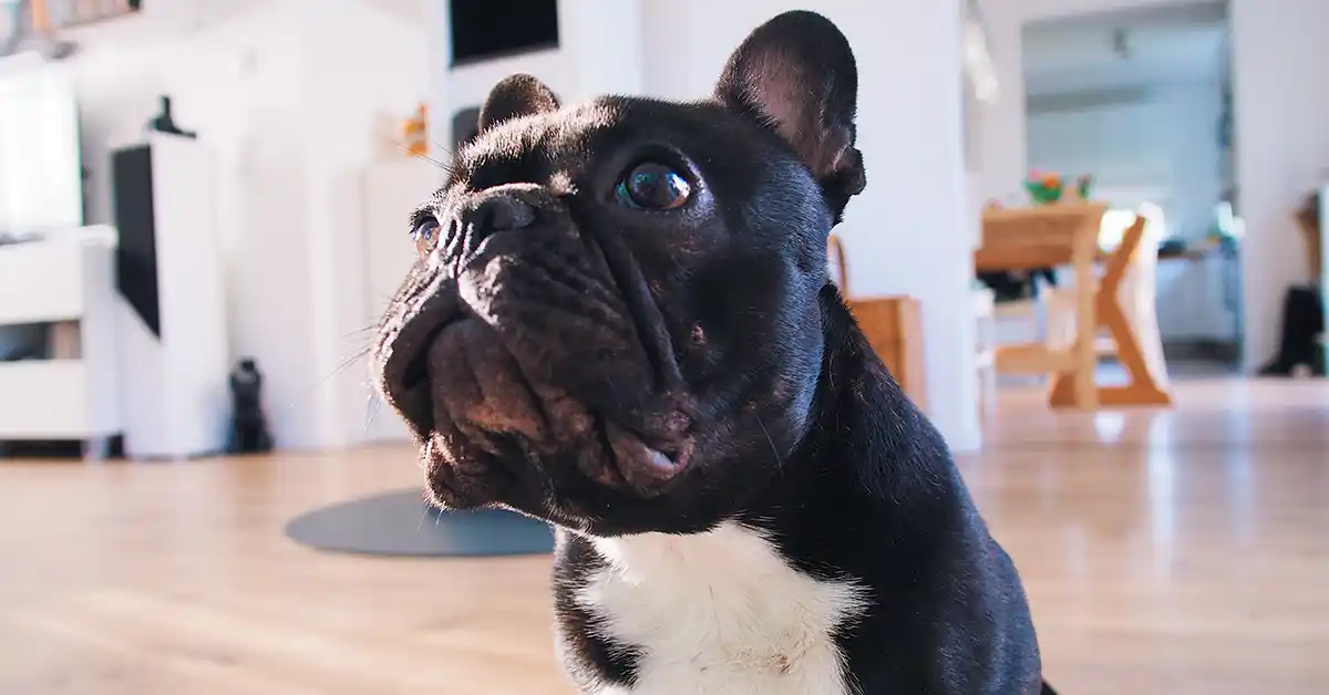 Cachorro pode tomar Prednisona?