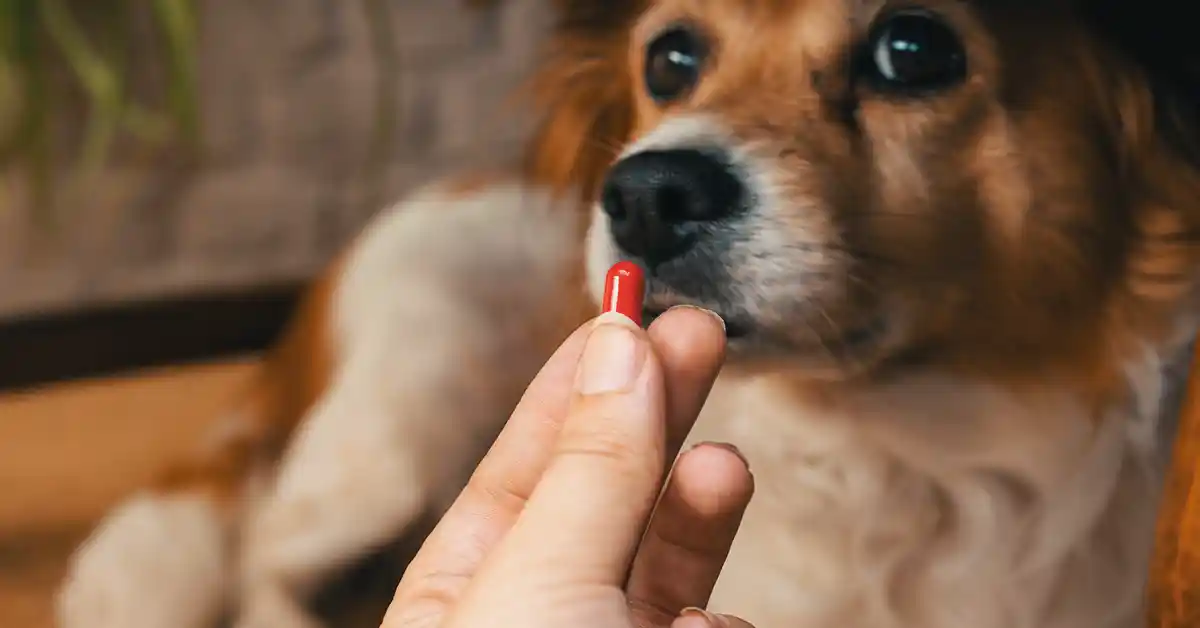 Cachorro pode Tomar Prednisolona?