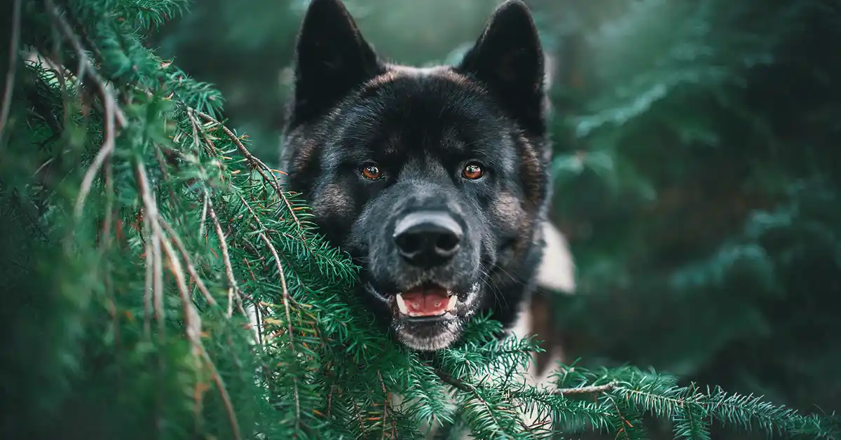 Cachorro pode tomar Probiótico humano?