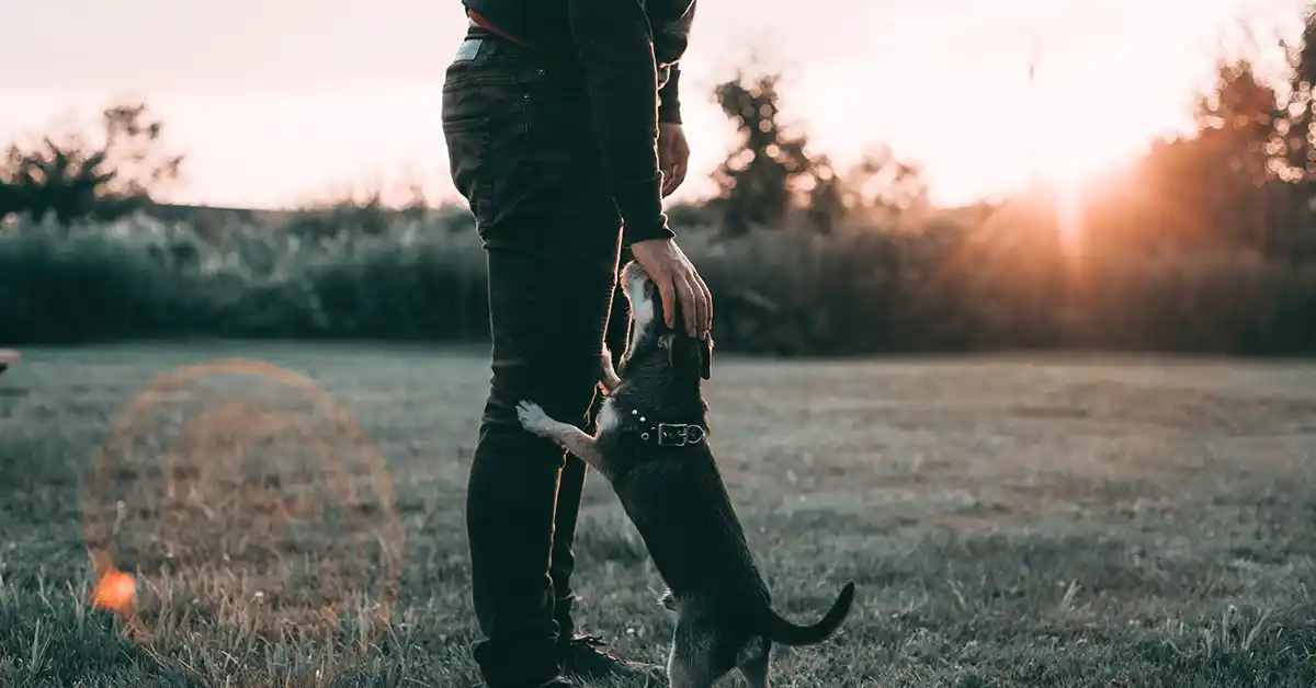 Cachorro pode tomar própolis?