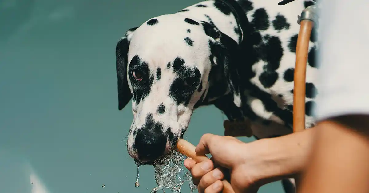 Cachorro pode tomar Red Bull Energético?