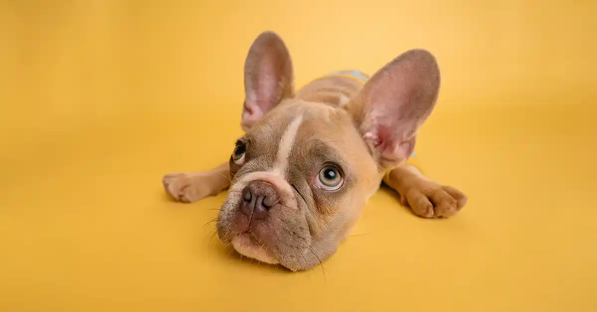 Cachorro pode tomar relaxante muscular?