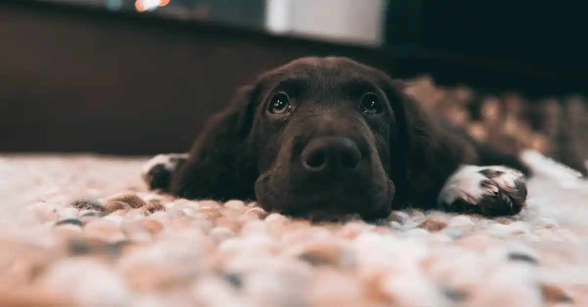 Cachorro pode tomar remédio para tosse?