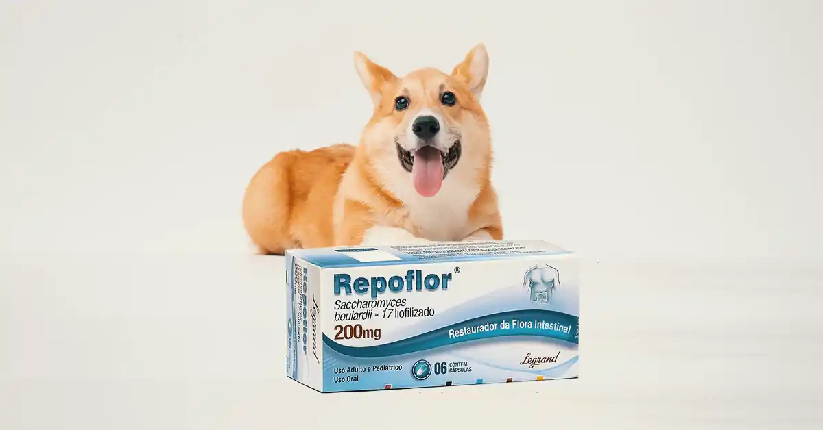 Cachorro pode tomar Repoflor?