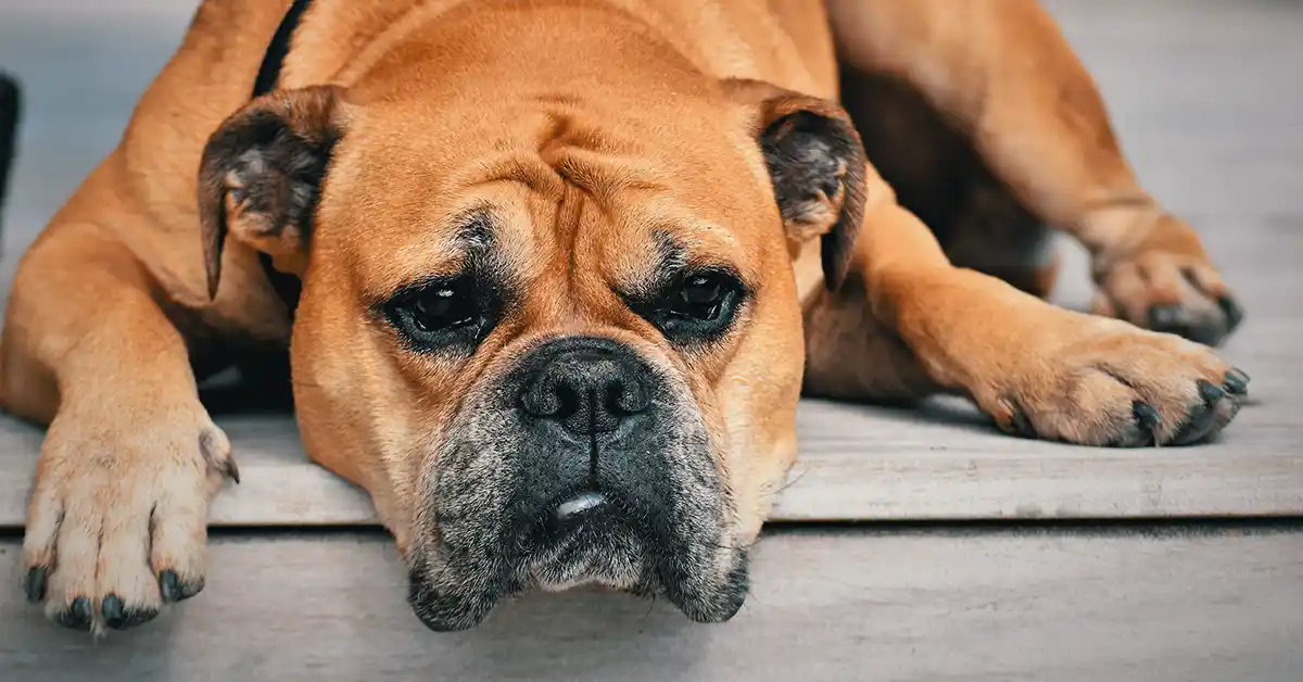 Cachorro pode tomar Resfenol?