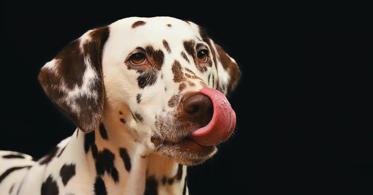 Cachorro pode tomar soro caseiro