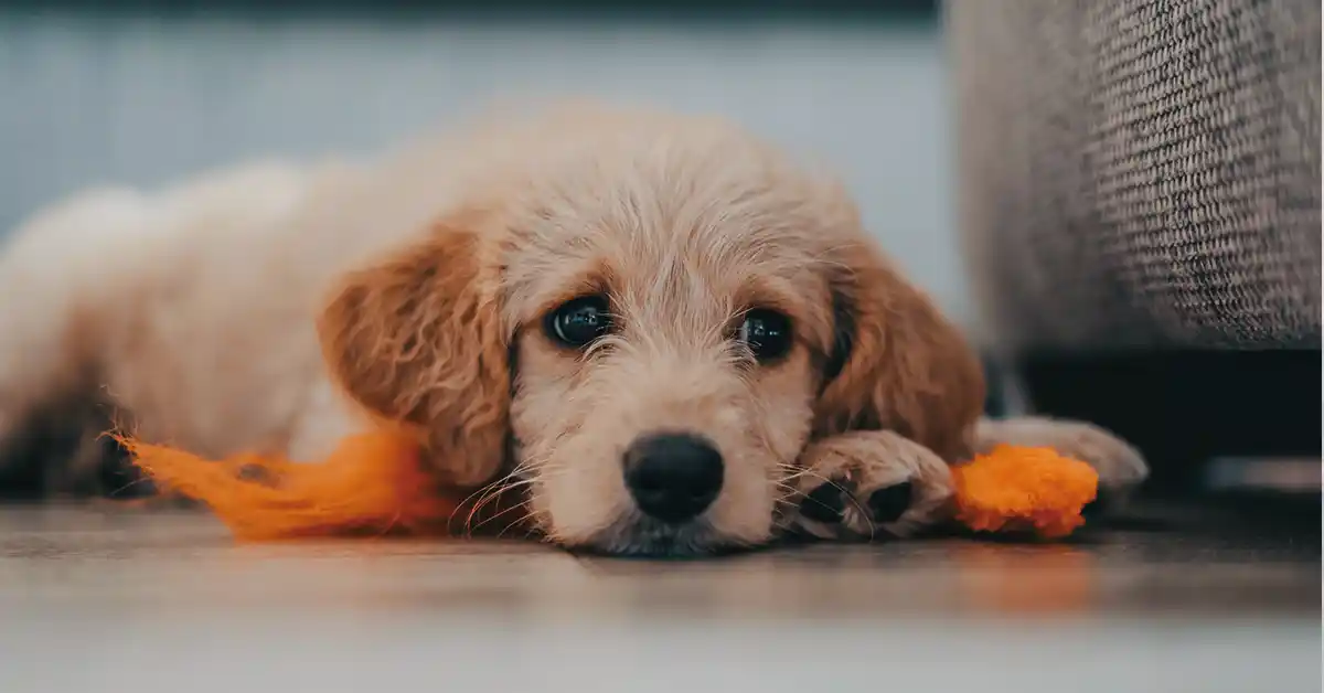 Cachorro pode tomar Tamarine?