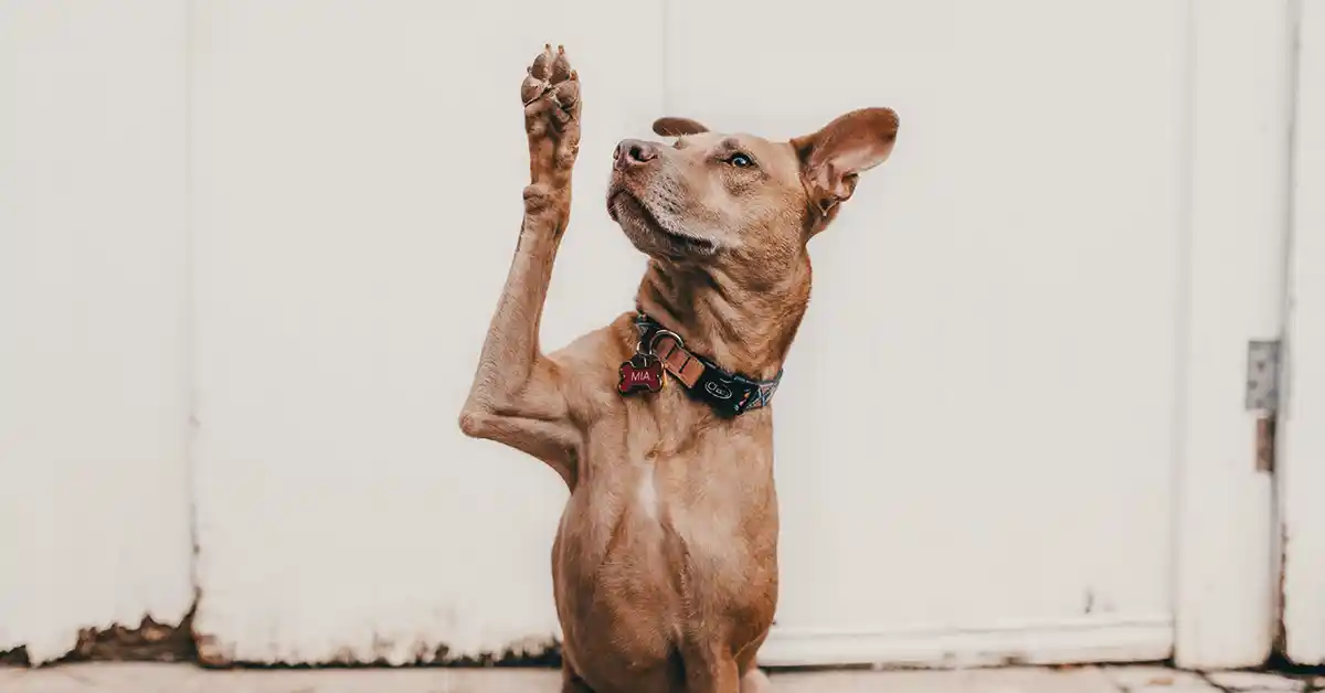 Cachorro pode tomar Whey Protein?