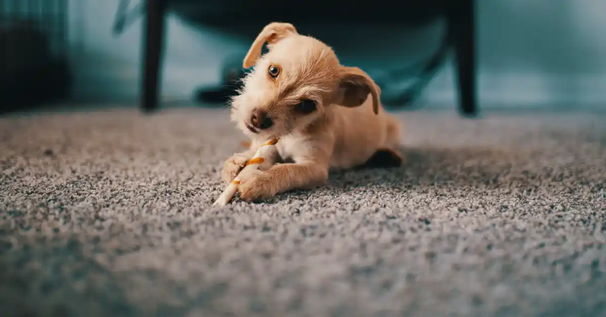 Cachorro tem dente de leite?