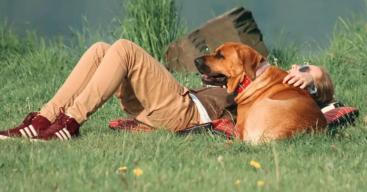 Cachorro tomar Sol:  Benefícios do banho de sol para cachorros