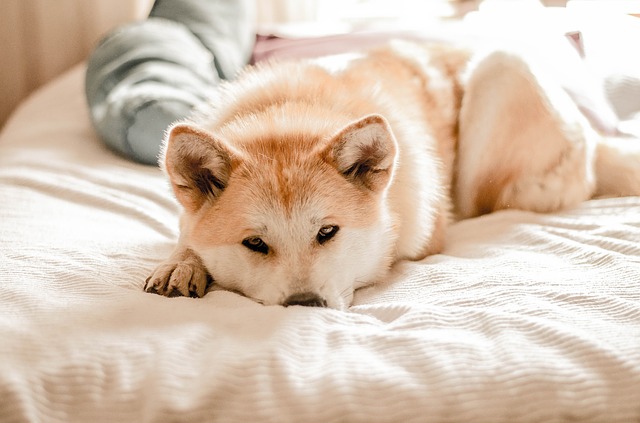 Por que os cães choramingam e como lidar com isso