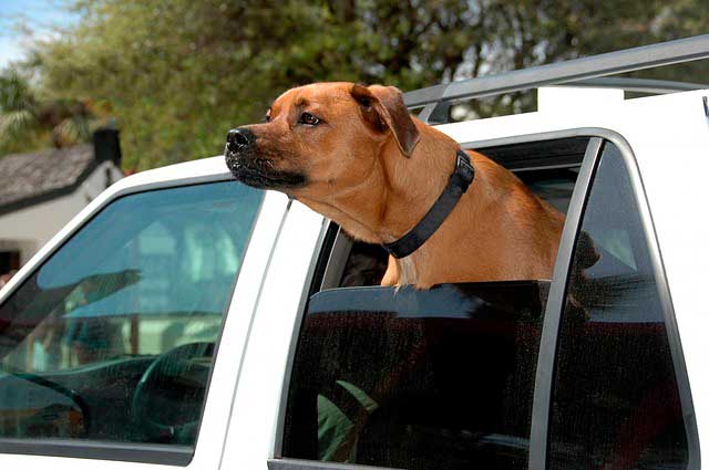 Cães e medo de andar em carros