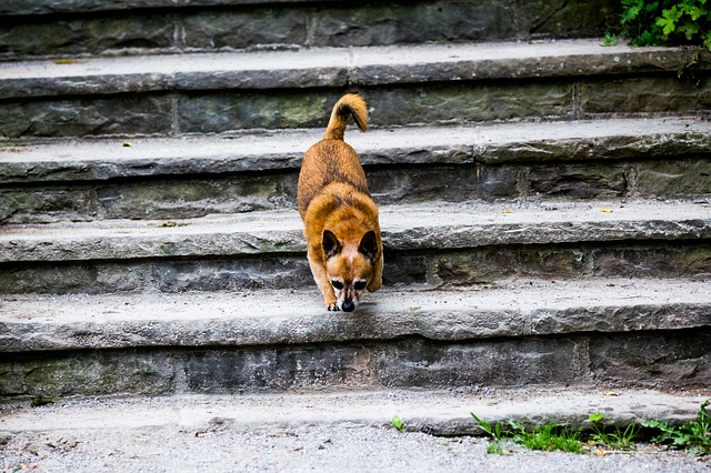 Cães e medo de escadas