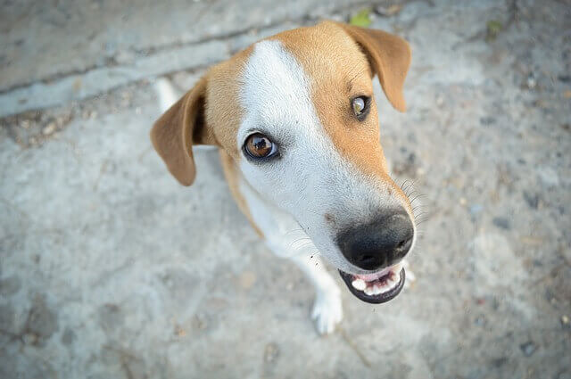 Por que os cães gostam de uivar