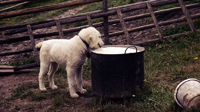 Os cães podem beber leite?