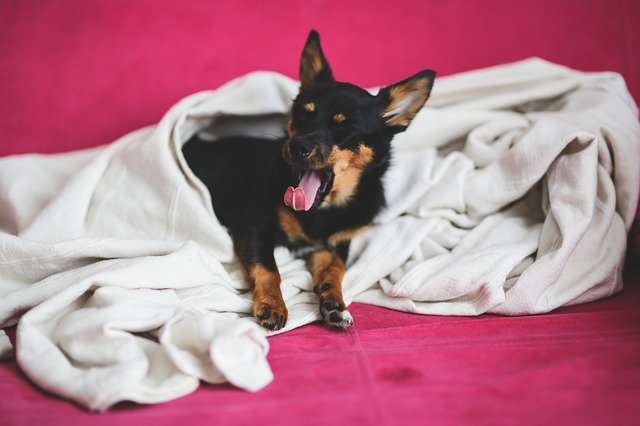 Cães podem melhorar seu sono?