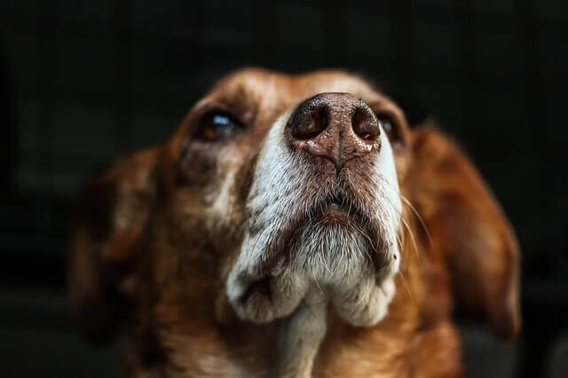 Cães podem realmente sentir o cheiro de câncer?